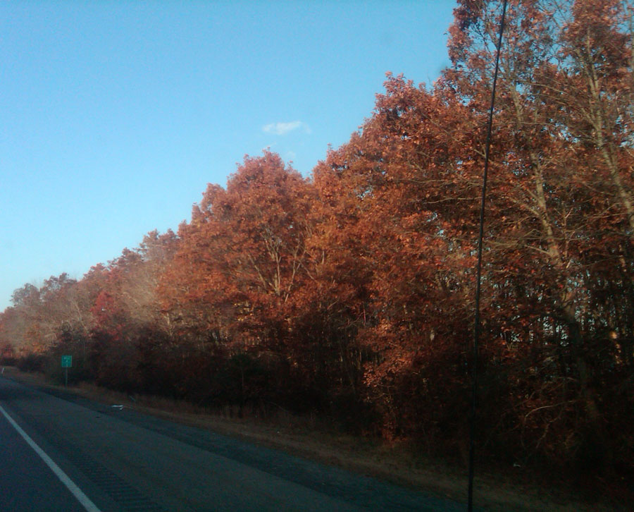 I just love the Fall here in Mass, gorgeous colors in the trees, so breath taking a times.