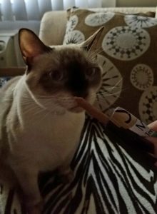 Daisy checking out the #SHEBAmeats