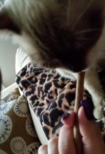 Daisy checking out the #SHEBAmeats