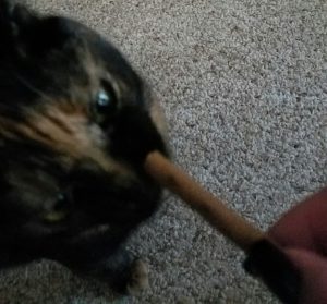 Lily checking out the #SHEBAmeats