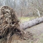 March 3 2018 - Fallen Tree