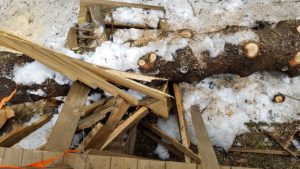 March 3 2018 - Fallen Tree
