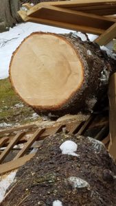 March 3 2018 - Fallen Tree