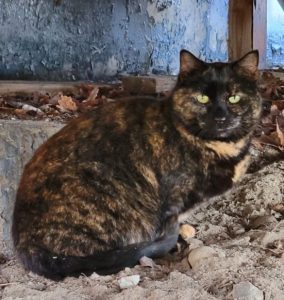 Lilo, my tortie girl